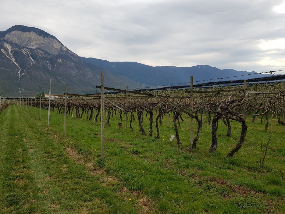 Weingut - Anbau nach traditioneller Pergel-Art
