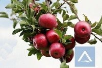 Apfelwiese 4.600 m² in Tramin (Etsch) zu verkaufen