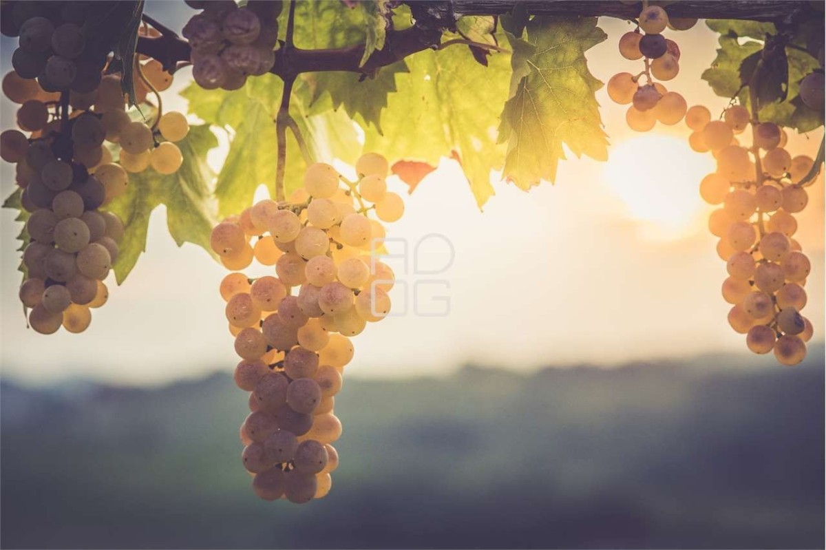 Landwirtschaftliche Flächen für den Weinanbau