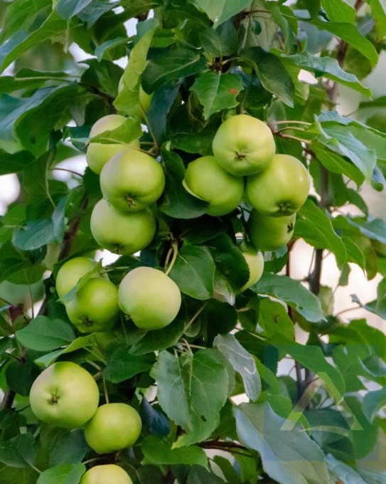 Apfelwiese 6.000 m² (mit Hagelnetz) in Terlan zu verkaufen