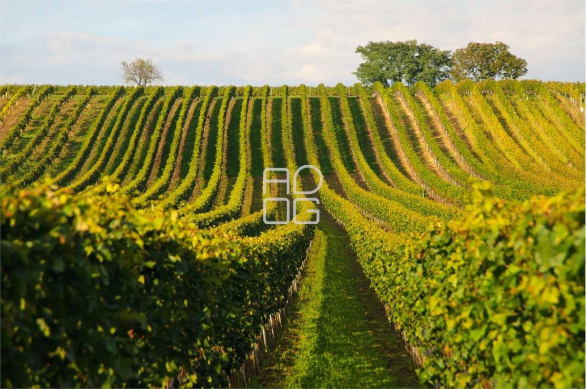 Landwirtschaftliche Wein-Anbauflächen