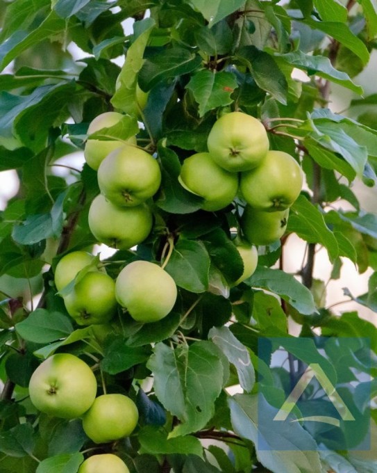 Große Apfelwiese in guter Lage