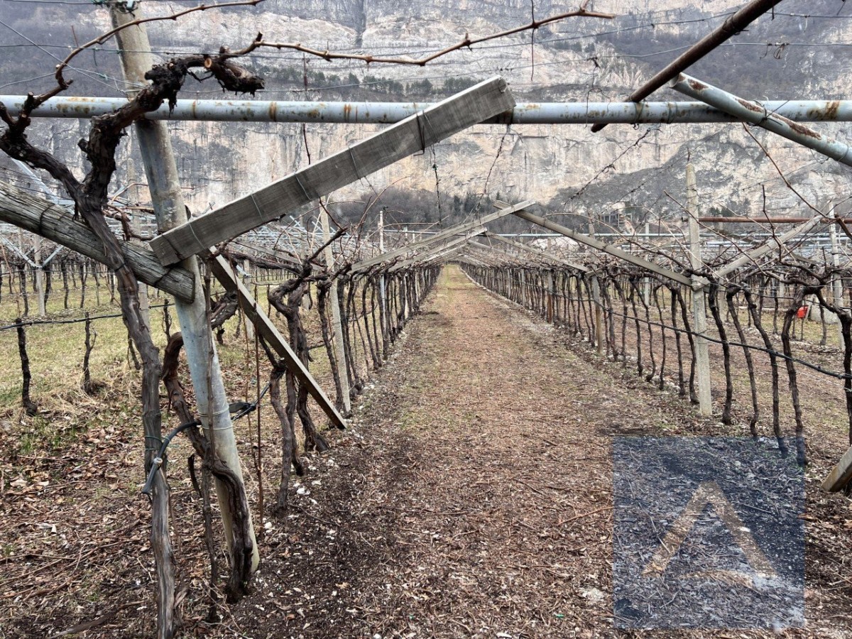 Weingut an der Grenze zu Südtirol zu verkaufen