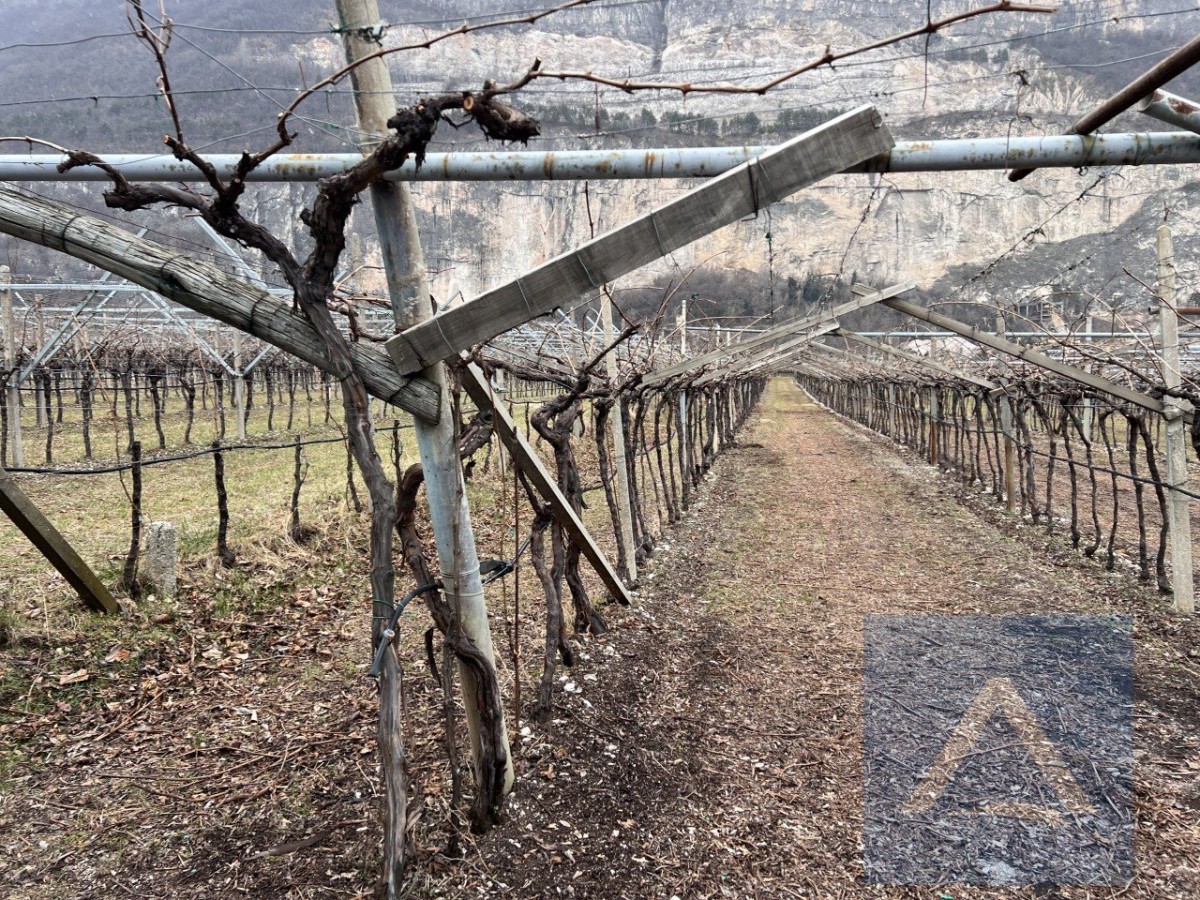 Weingut an der Grenze zu Südtirol zu verkaufen