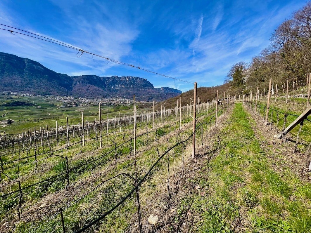 Weingarten in Nähe des Kalterer See's mit 3970 Quadratmeter zu verkaufen