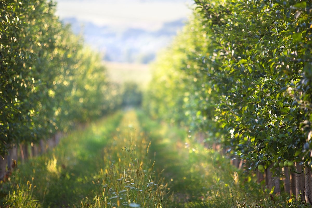 Niederlana: Apfelwiese zu verkaufen