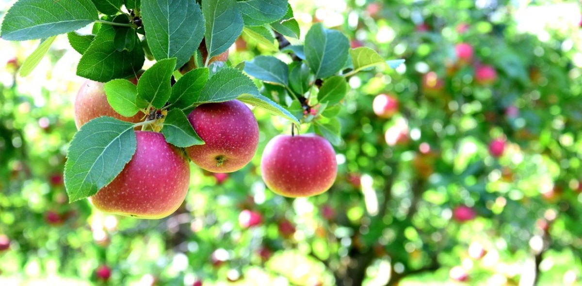 Niederlana: Apfelwiese zu verkaufen